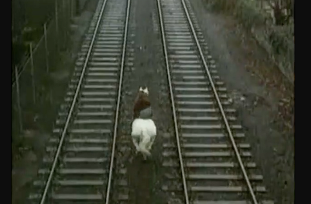 Le cheval venu de la mer : cheval blanc au galop entre les rails