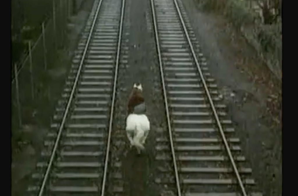 cheval blanc au galop