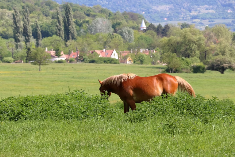 cheval au pré