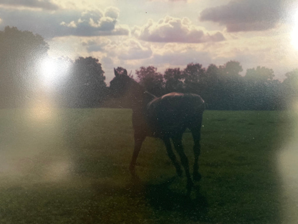 Assurance cheval : pourquoi assurer son cheval ou son poney ?