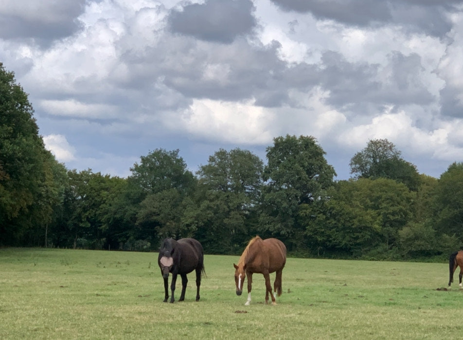 Acheter un cheval : ce qu'il faut prévoir avant de devenir cavalier propriétaire